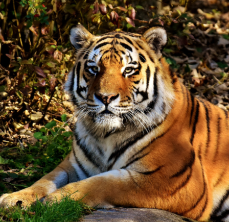 <strong>WOLDS WILDLIFE PARK&nbsp;</strong>